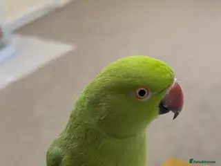 Ringnecks birds Indian Ringneck - Advert 2