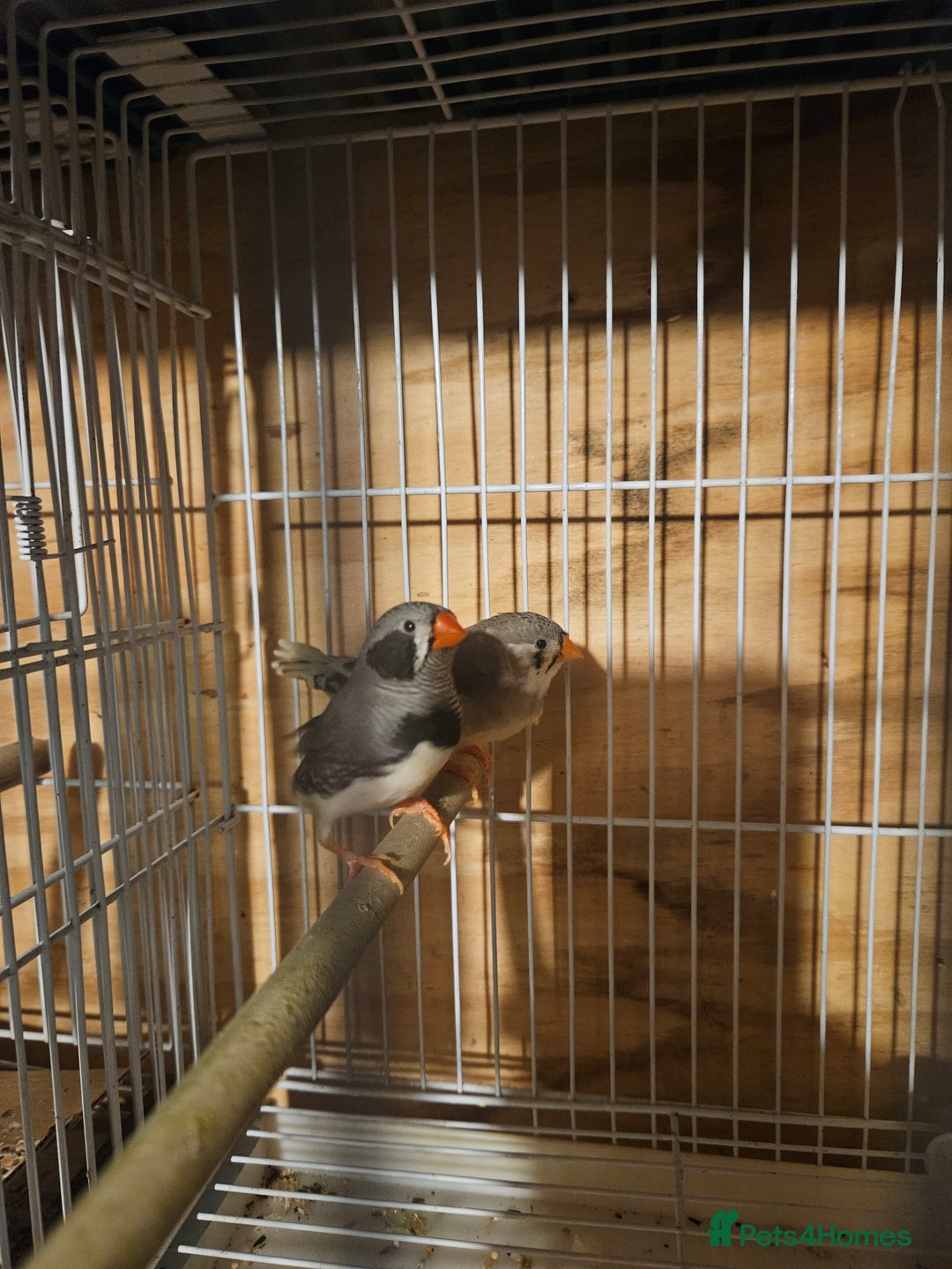 Finches birds for sale: Goldfinches, Bengalese finches & Zebra Finches - Advert 22