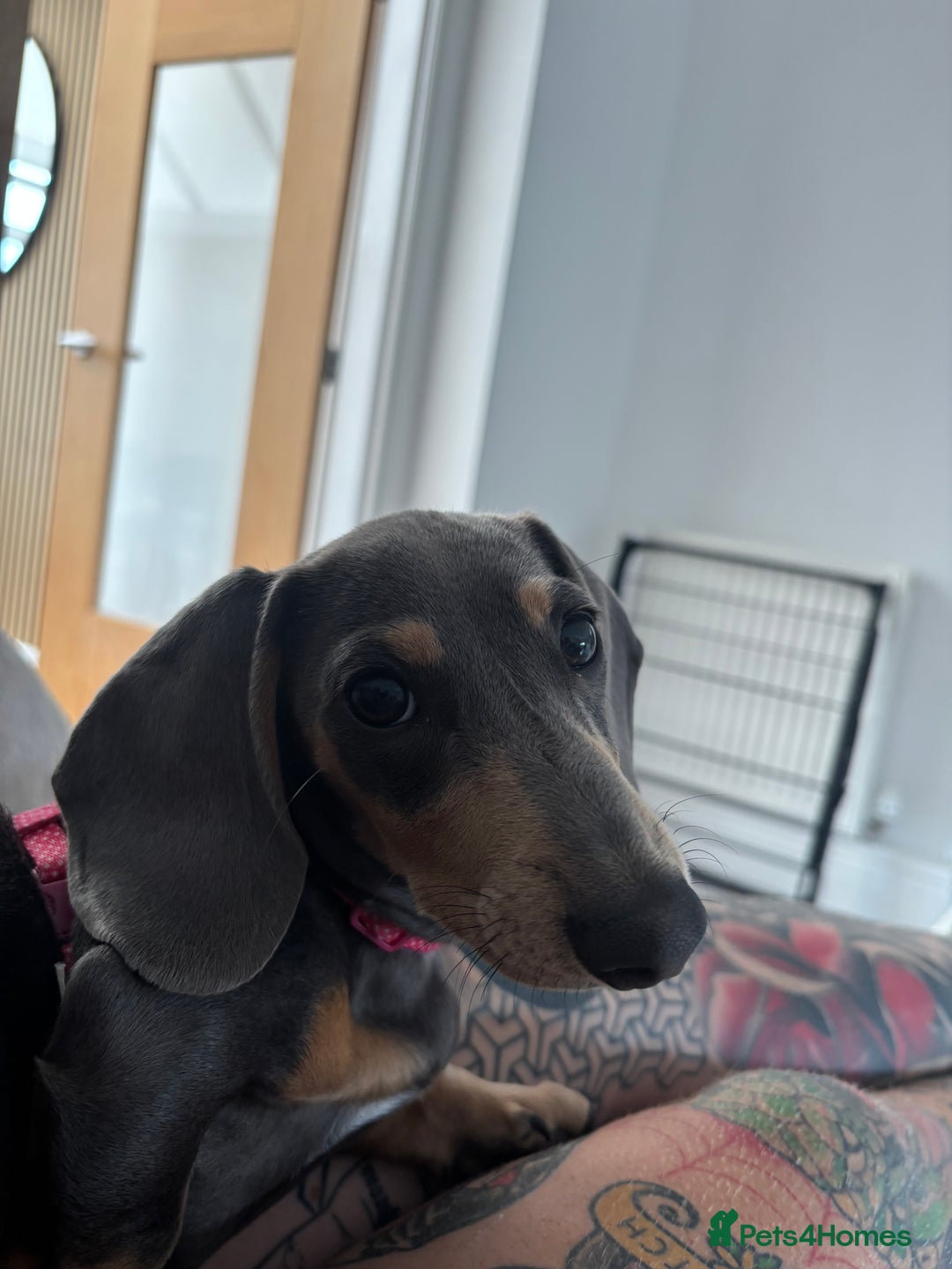 Miniature Dachshund dogs for sale: Miniature daschund  - Advert 4