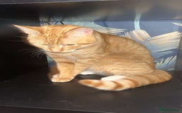 Mixed Breed cats for sale: Leo - Ginger affectionate boy  - Image 2