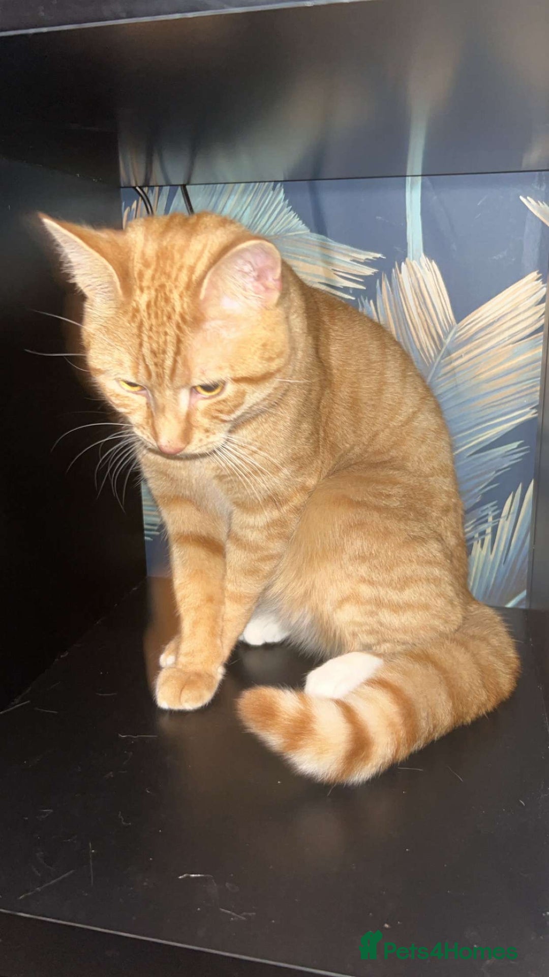 Mixed Breed cats for sale: Leo - Ginger affectionate boy  - Image 2
