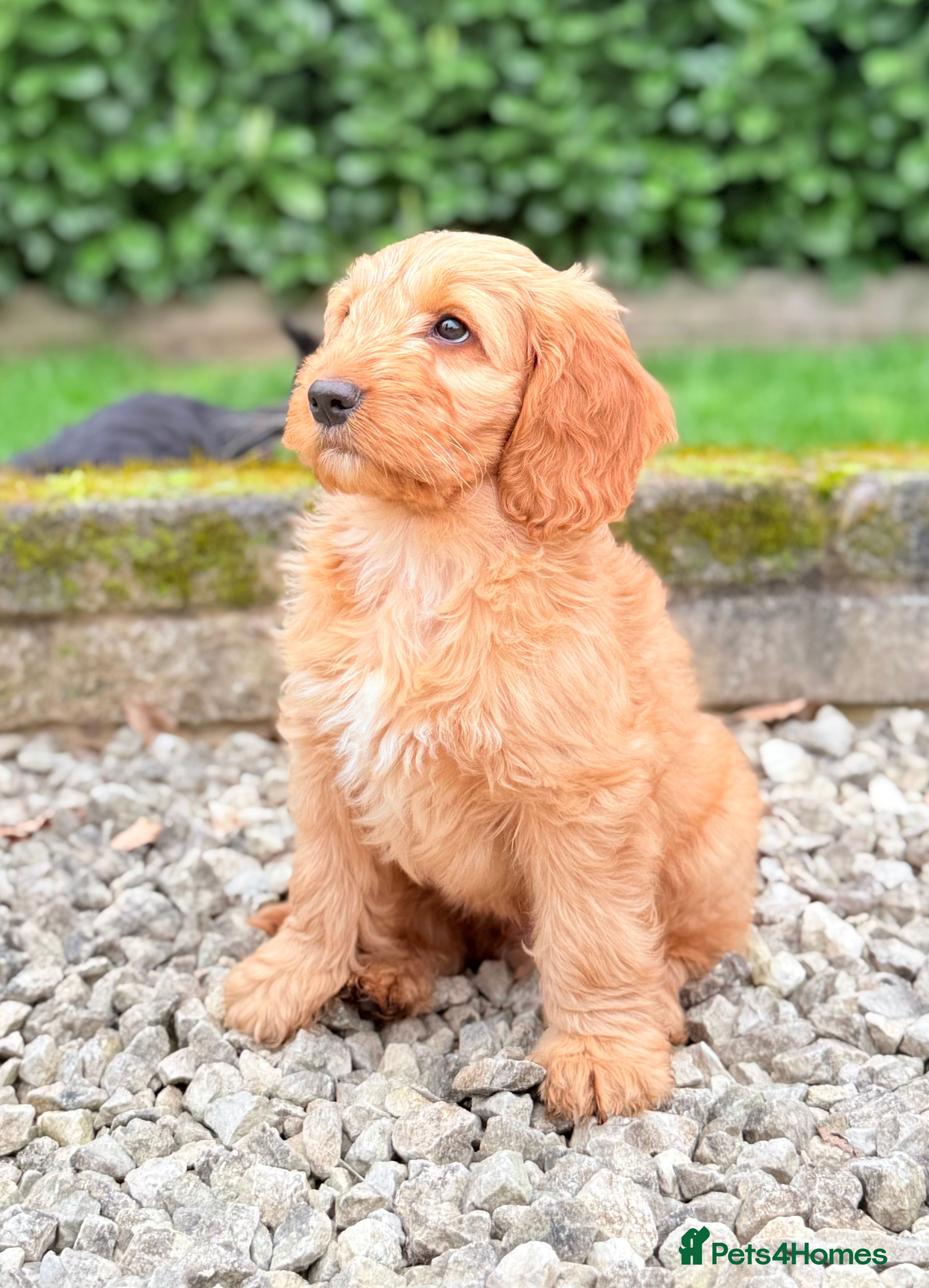 Australian Labradoodle dogs Australian labradoodle ***READY NOW*** - Advert 1