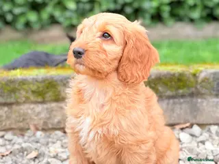 Australian Labradoodle dogs Australian labradoodle ***READY NOW*** - Advert 1