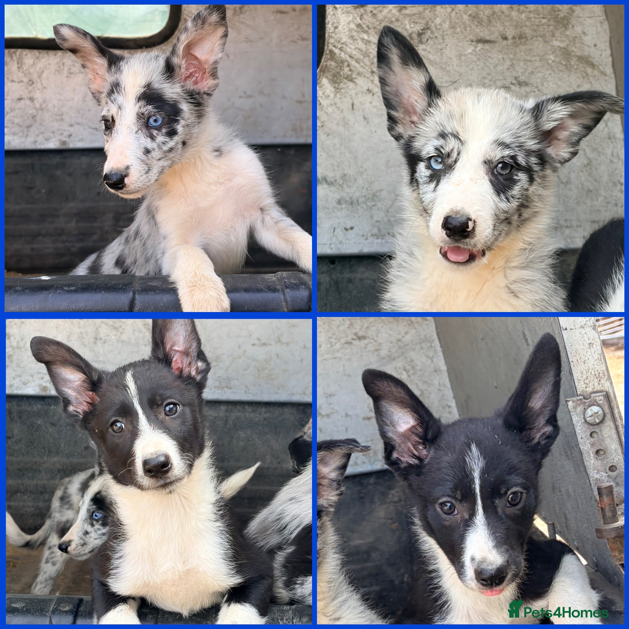 Border Collie dogs  4 beautiful border collie pups  - Advert 1