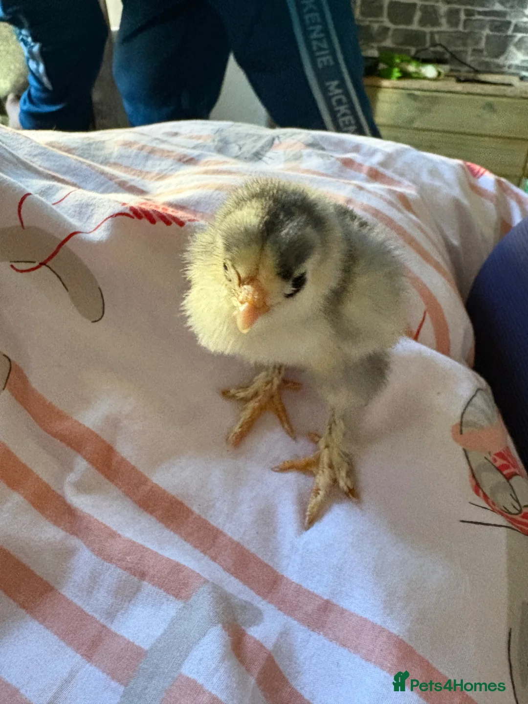 Chickens poultry for sale: Chicks  in Birkenhead - Advert 2