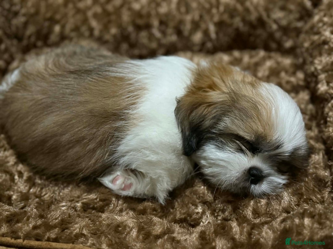 Shih Tzu dogs for sale: Beautiful Shih Tzu puppy - Advert 8