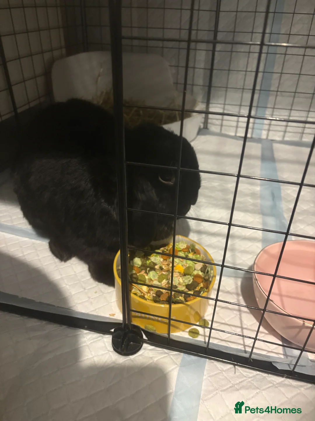 Mini Lop rabbits for sale: Male rabbits - Advert 2