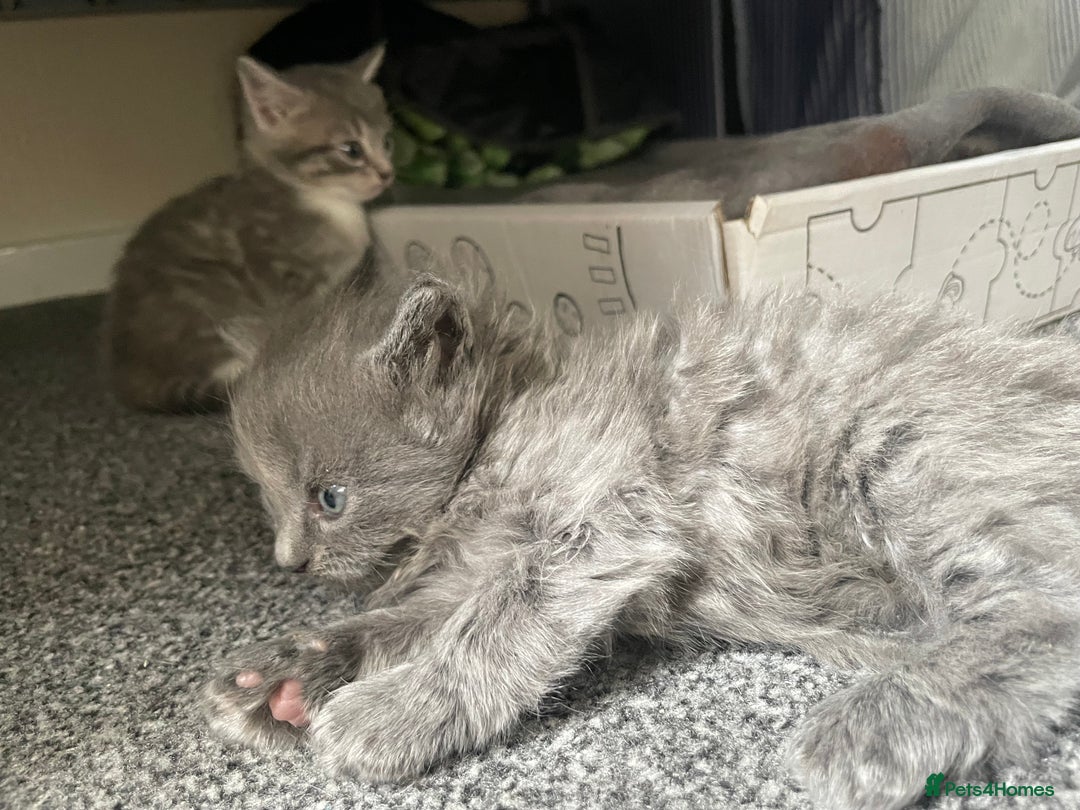 Mixed Breed cats for sale: Mixed grey kittens  - Image 14