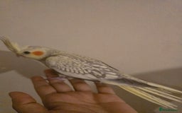 Cockatiels birds for sale: Young cockatiels for sale - Image 2