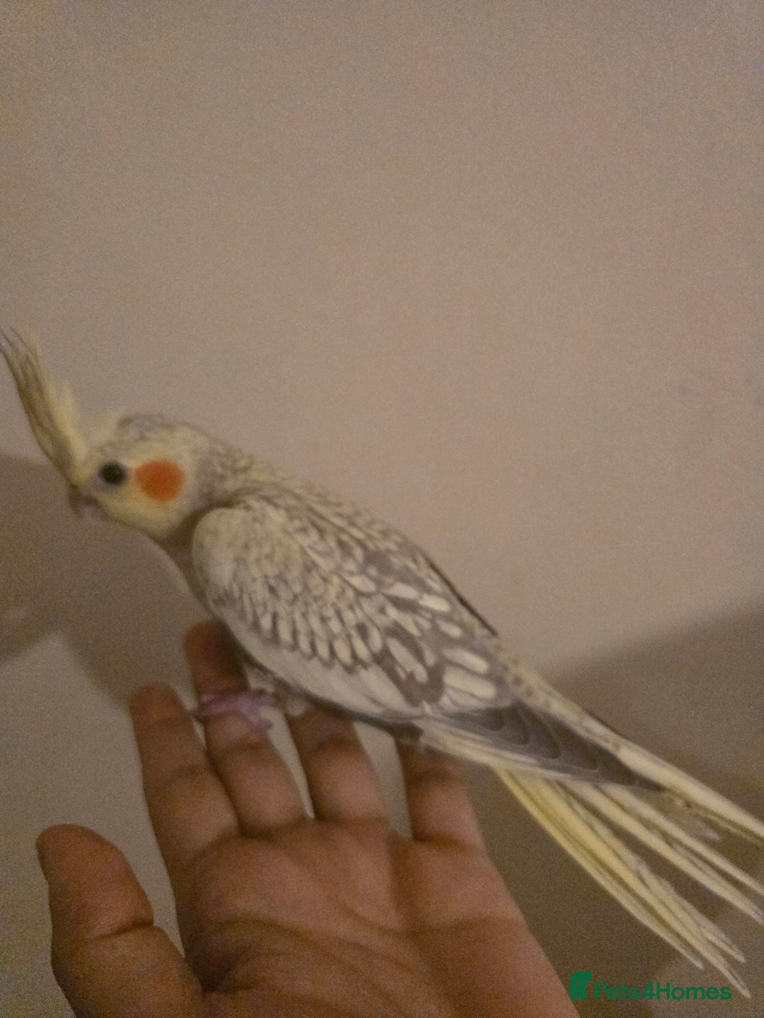 Cockatiels birds for sale: Young cockatiels for sale - Image 2