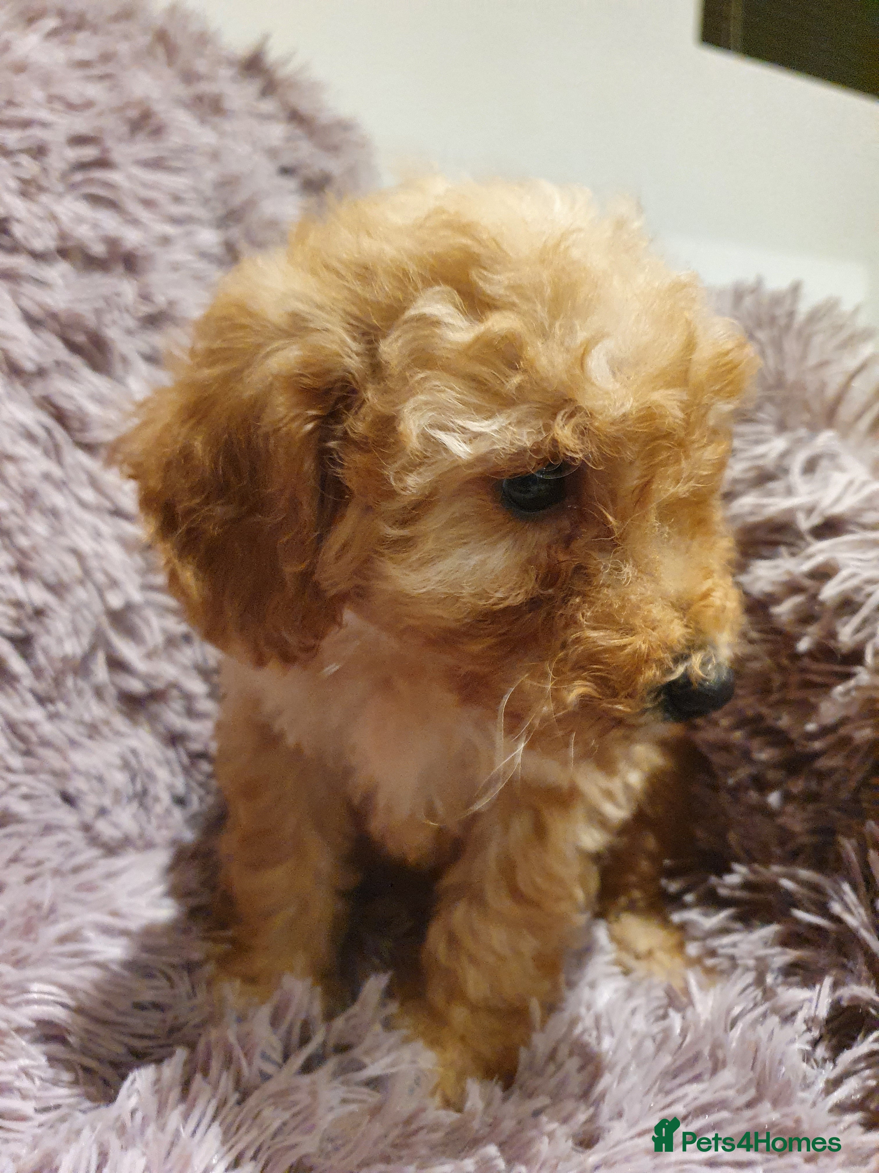 Labradoodle dogs Adorable litter of miniature labradoodles  - Advert 4