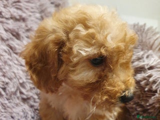 Labradoodle dogs Adorable litter of miniature labradoodles - Advert 4