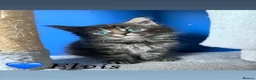 Maine Coon cats for sale: 6 Maine Coon Kittens  M/F in Denbigh - Advert 9