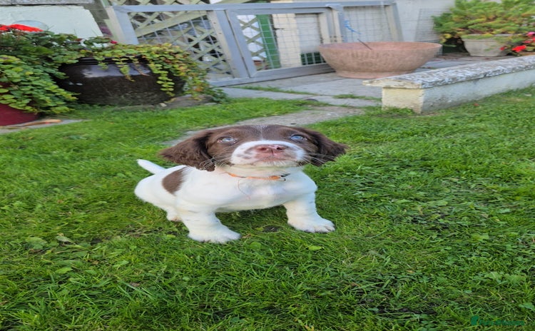Sprocker dogs - Advert 2