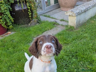 Sprocker dogs - Advert 14