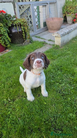 Sprocker dogs - Advert 12
