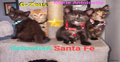 Mixed Breed cats - Advert 9