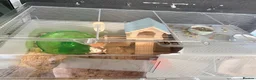 Hamster rodents for sale: Roborovski hamster in Norwich - Advert 3