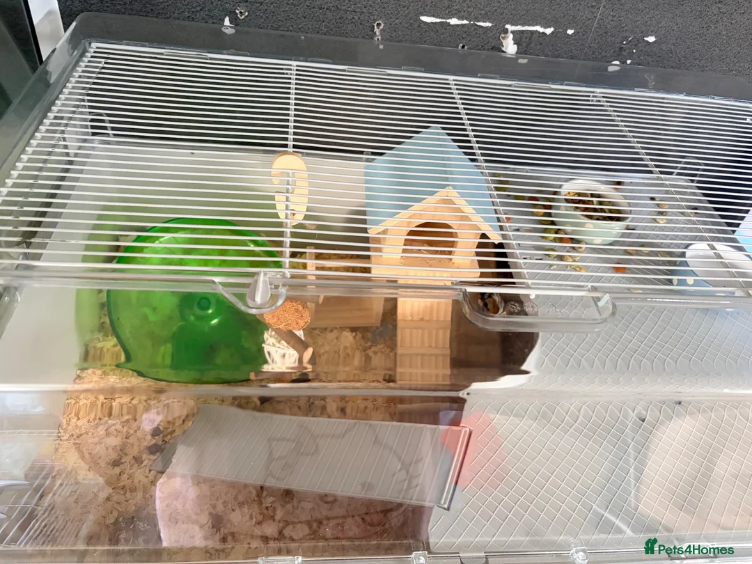 Hamster rodents for sale: Roborovski hamster in Norwich - Advert 3