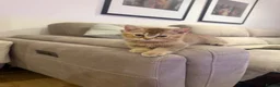 Scottish Fold cats for sale: Adorable British shorthair kittens rare  - Advert 2