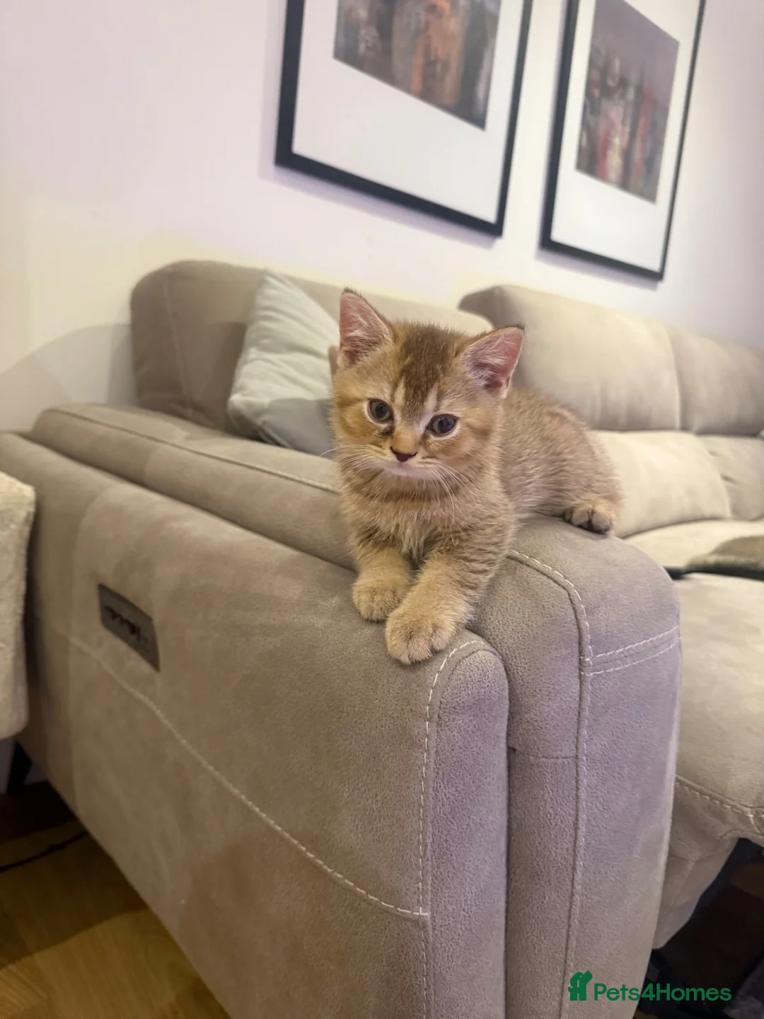 Scottish Fold cats for sale: Adorable British shorthair kittens rare  - Advert 2