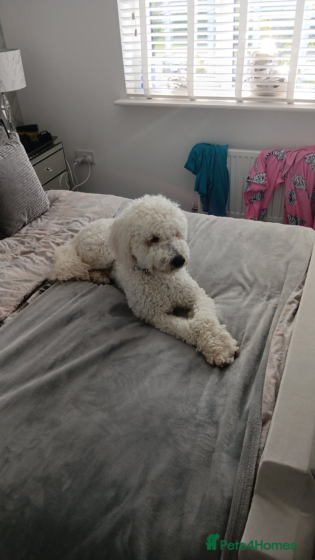 Labradoodle dogs for stud: Labradoole - Image 4