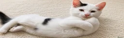 Mixed Breed cats for sale: Beautiful fluffy kittens  - Advert 1