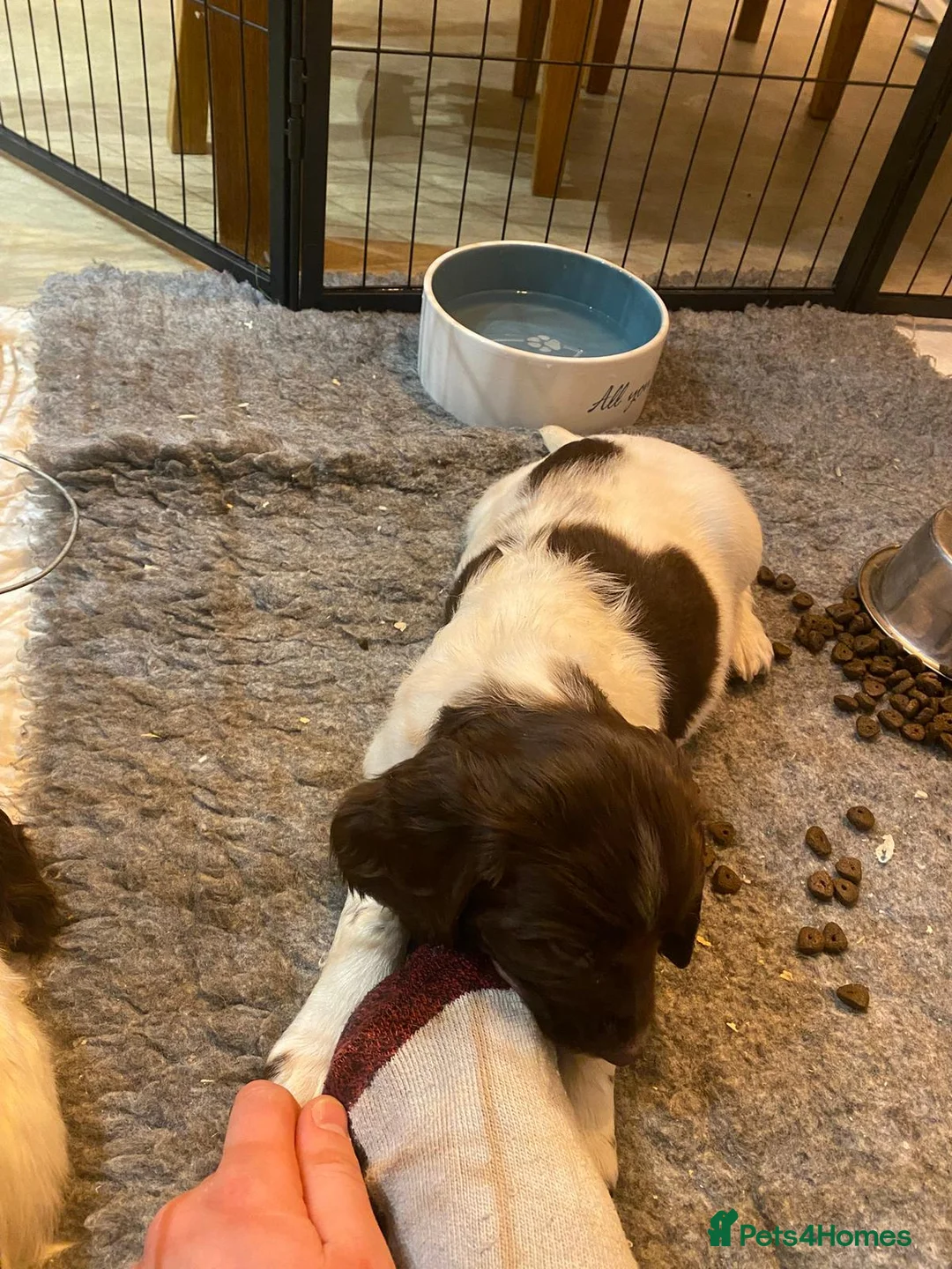 English Springer Spaniel dogs for sale: English Springer Spaniel Pups - Advert 10