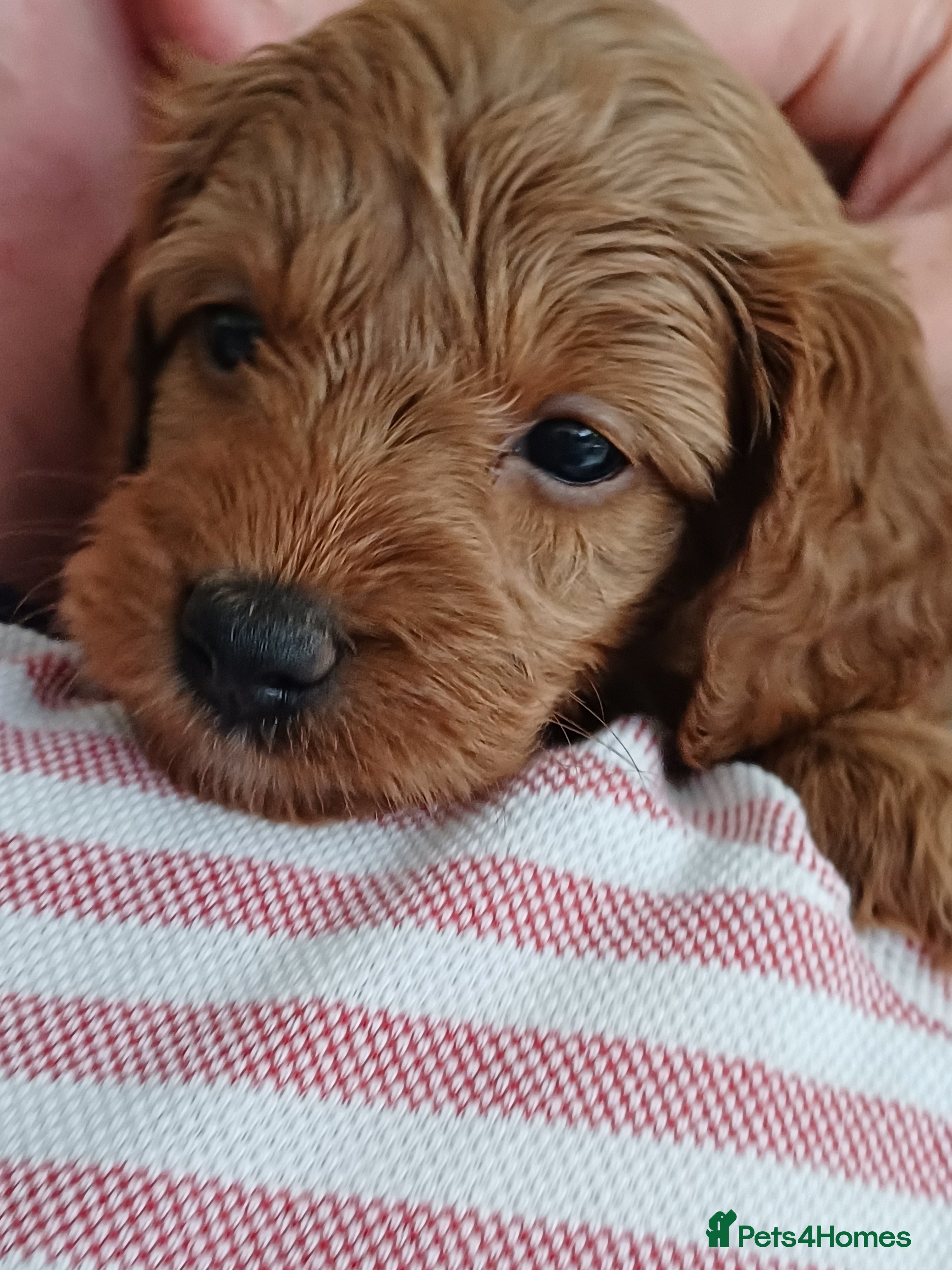 Cavapoo dogs HEALTH-TESTED CAVAPOOS. - Advert 2