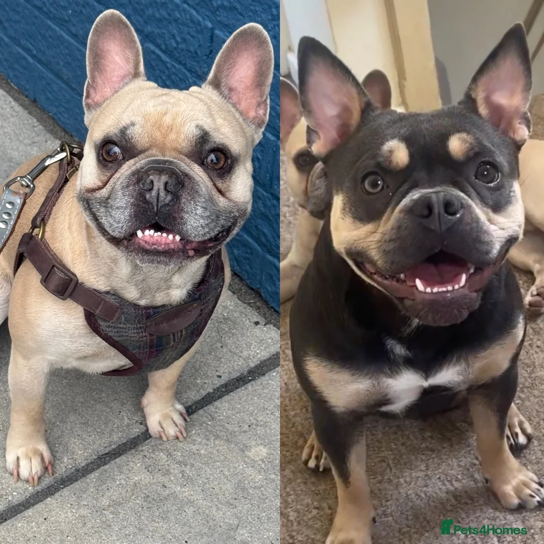 Mixed Breed dogs for sale: Puppies  in Havant - Advert 1