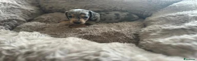 Dachshund Puppy 3