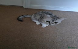 British Shorthair cats for sale: Pedigree British Shorthair  - Image 7