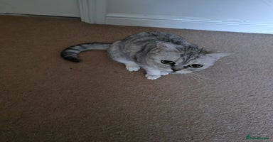 British Shorthair cats - Advert 9
