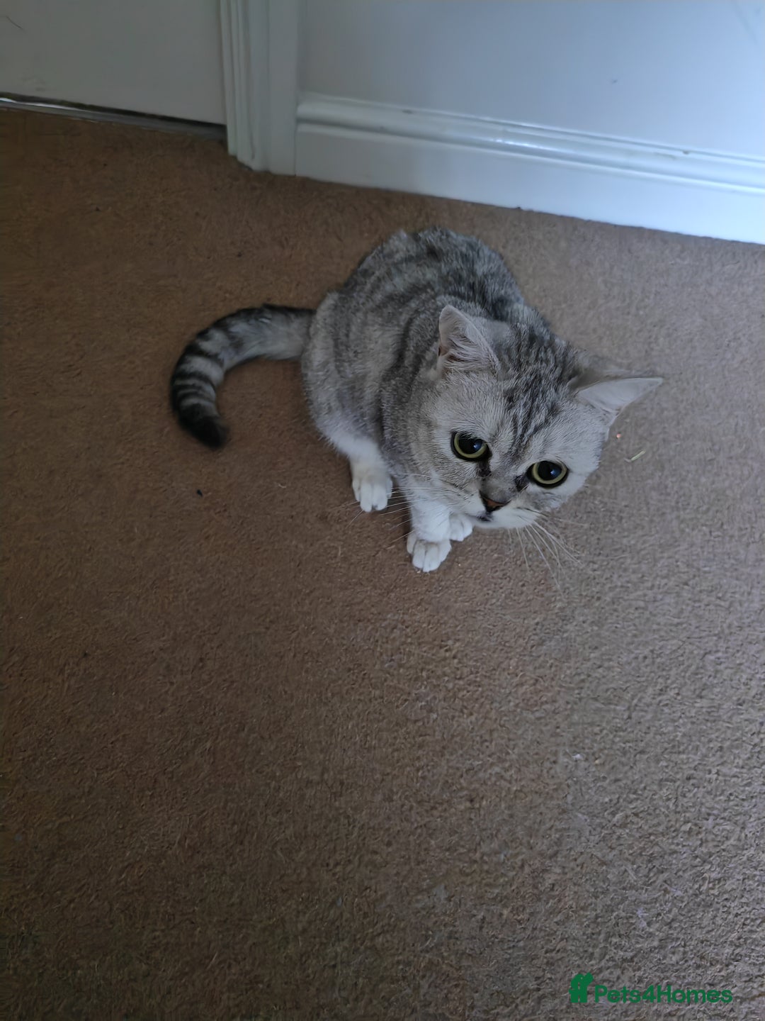 British Shorthair cats for sale: Pedigree British Shorthair  - Image 7