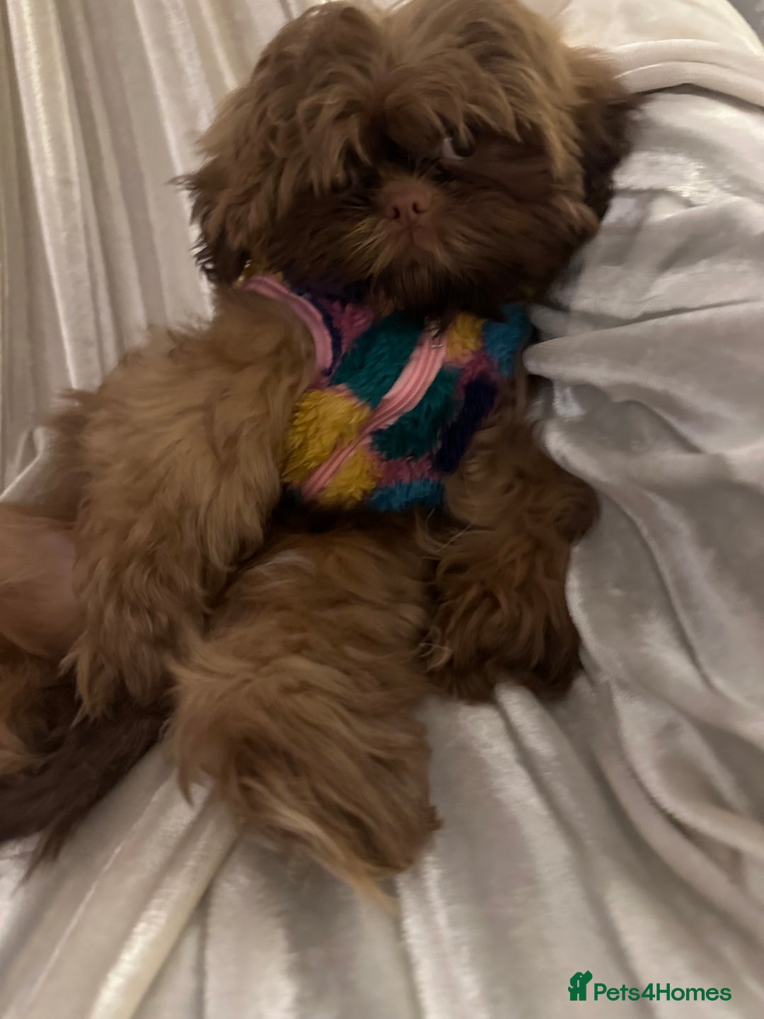 Shih Tzu dogs for sale:  Liver nosed chocolate orange Karashishi Shih tzu  - Advert 4