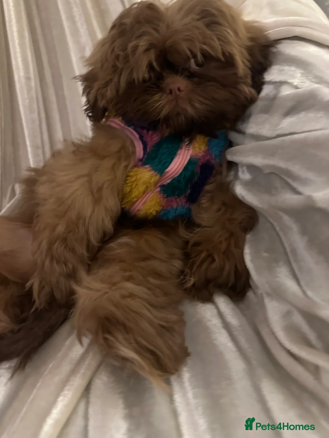 Shih Tzu dogs for sale:  Liver nosed chocolate orange Karashishi Shih tzu  - Advert 4