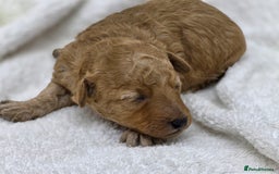Miniature Poodle dogs for sale: 🐶✨ Stunning Mini Poodle Puppies ✨🐶 - Image 3