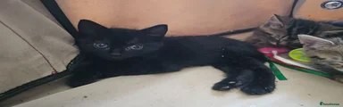 Bombay mixed - Black - sex not confirmed 