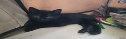 Mixed Breed cats for sale: Stunning Bombay Cross Kittens – Trained & Playful - Advert 37
