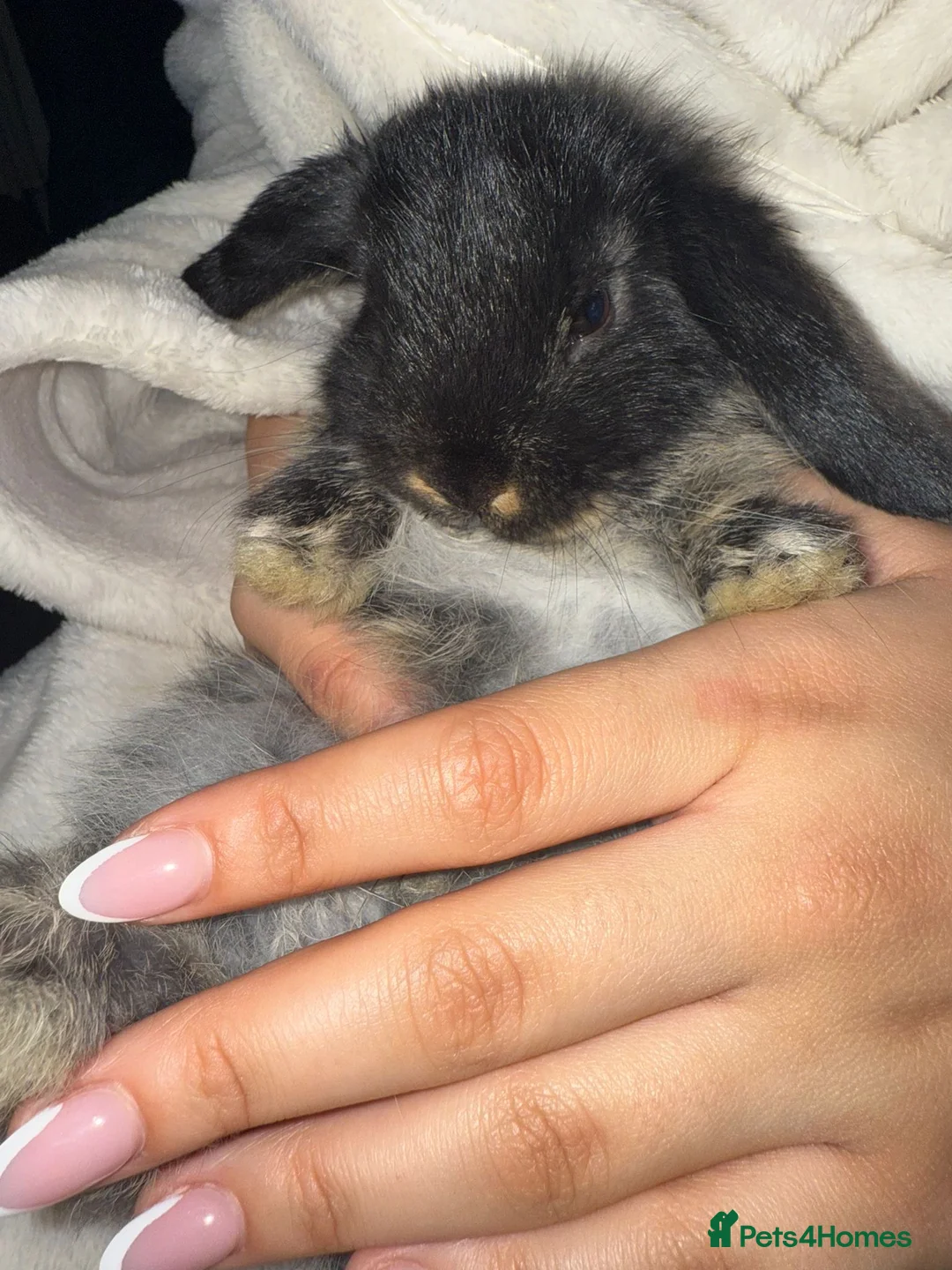 Mini Lop rabbits for sale: Gorgeous mini lop baby rabbits  - Advert 3
