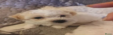 Bichon Frise Yellow Collar