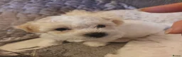 Bichon Frise dogs for sale: Bichon Frise Puppies, 2 male 2 female in Darlington - Advert 7