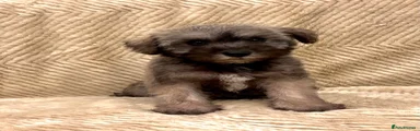 Boy 2