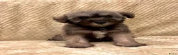 Mixed Breed dogs for sale: Miniature Schnauzer cross puppies in Kilmarnock - Advert 3