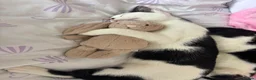Domestic Shorthair cats for sale: Male domestic short haired cats  - Advert 3