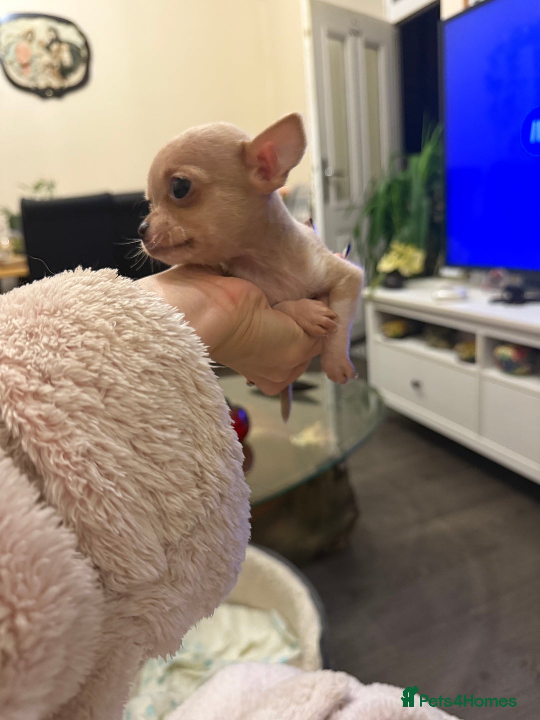 Chihuahua dogs for sale: Chihuahuas for sale  - Image 4