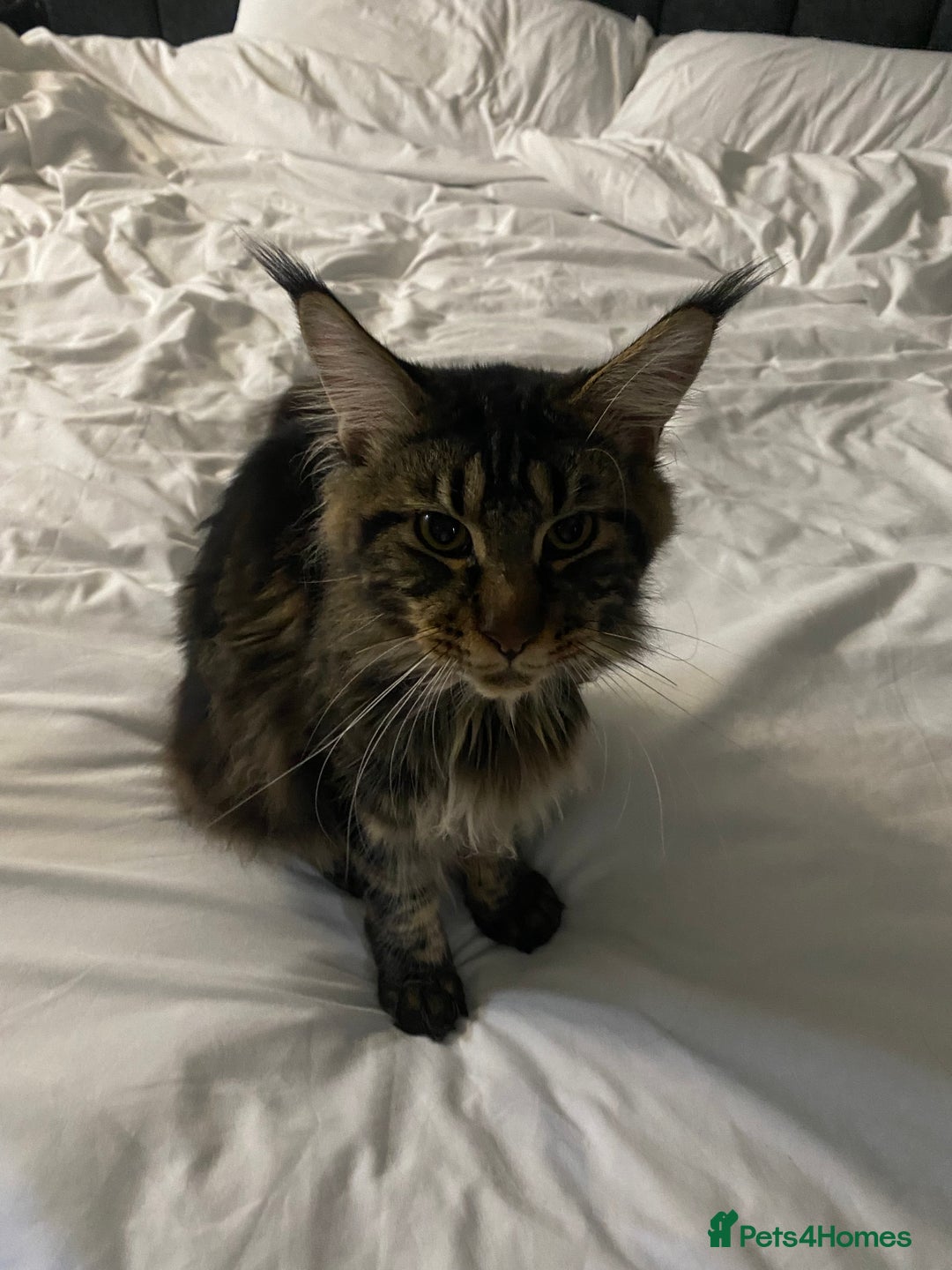 Maine Coon cats for sale: 10month old Maincoone - Image 2