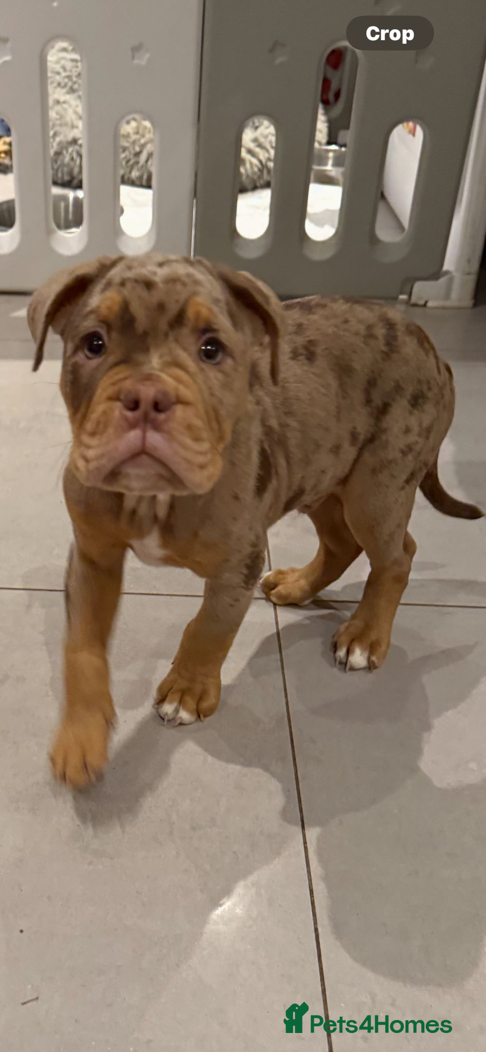 Olde English Bulldogge dogs Olde English bulldog puppies  - Advert 8