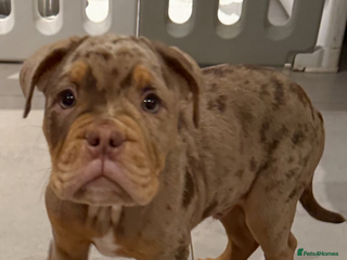 Olde English Bulldogge dogs Olde English bulldog puppies - Advert 8