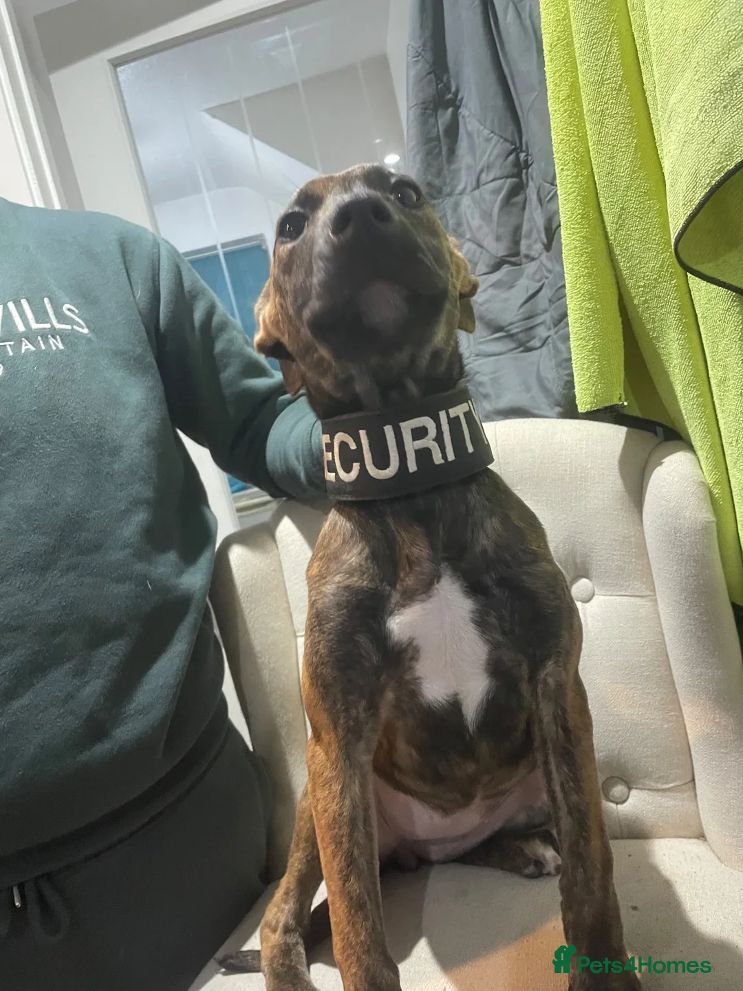 Mixed Breed dogs for sale: 10 month old Dutch shepherd cross bully in Cheltenham - Advert 4